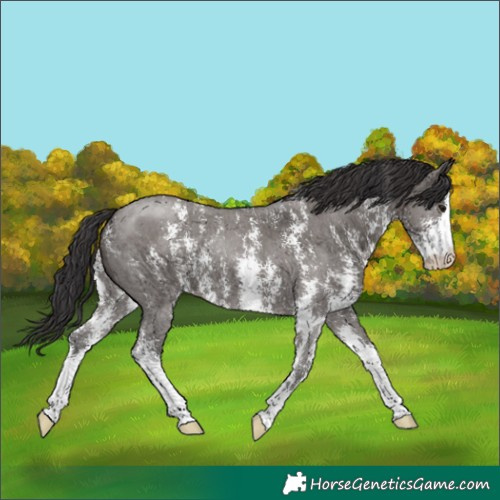 Horse Color:Smoky Grullo Sabino 