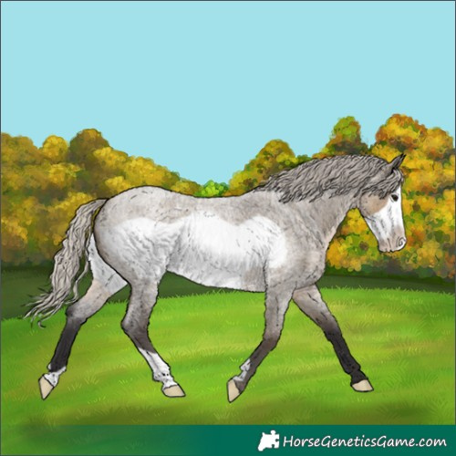 Horse Color:Unknown 