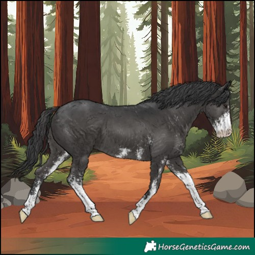 Horse Color:Black Sabino 