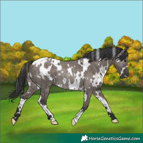 Horse Color:White Spotted Grullo Rabicano 