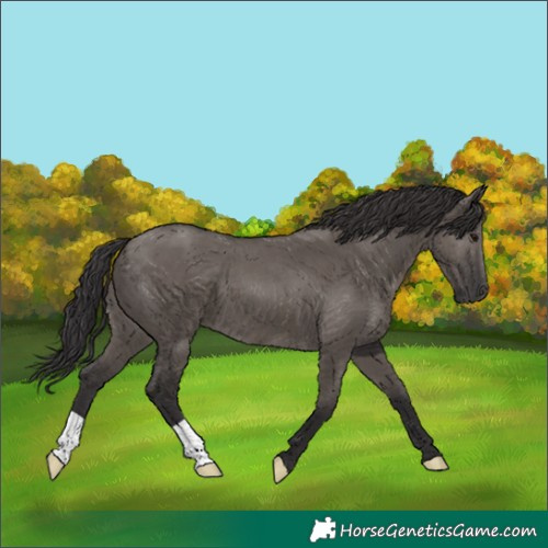 Horse Color:Smoky Grullo 