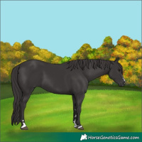 Horse Color:Smoky Black 