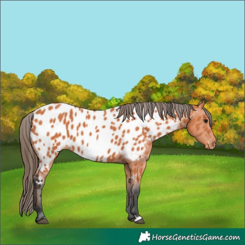 Horse Color:Bay Appaloosa 