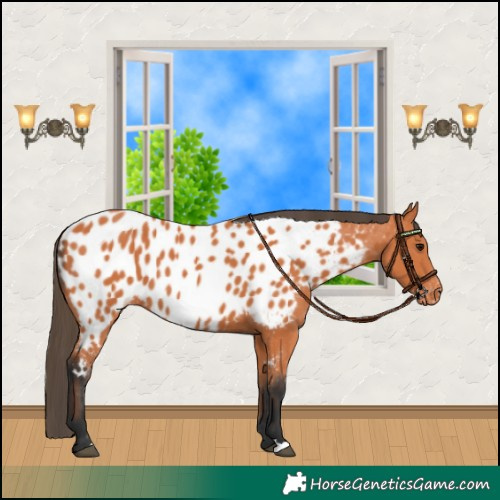 Horse Color:Bay Near Leopard 
