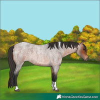Horse Color:Bay Roan Tobiano