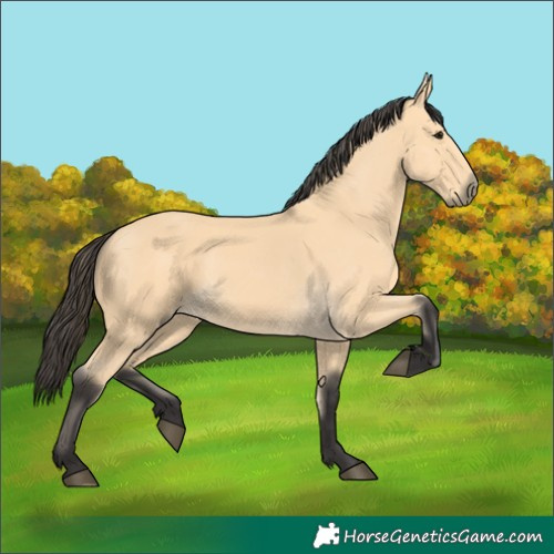 Horse Color:Buckskin 