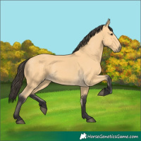 Horse Color:Buckskin 
