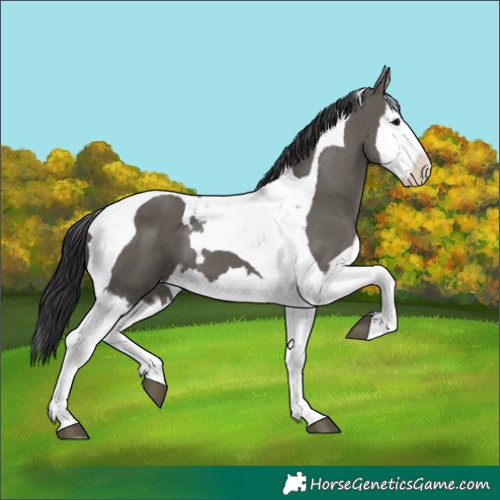 Horse Color:Grullo Splash Tobiano