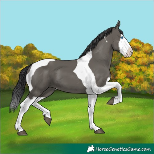 Horse Color:Grullo Splash Tobiano