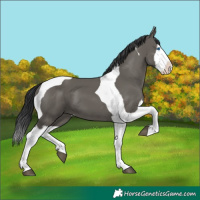 Horse Color:Grullo Splash Tobiano