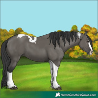 Horse Color:Grullo Splash Tobiano 