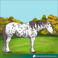 Horse Color:Grullo Splash Tobiano Appaloosa 