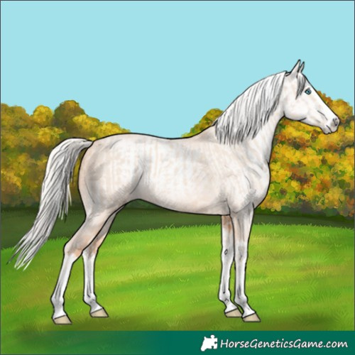 Horse Color:Cremello Splash  and Gray Cremello Splash 