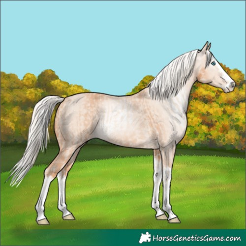 Horse Color:Cremello Splash  and Gray Cremello Splash 