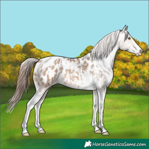 Horse Color:Amber Champagne Sabino Tobiano Appaloosa  and Amber Champagne Sabino Splash Tobiano Appaloosa 