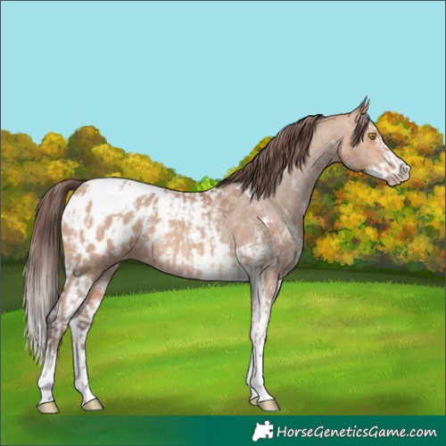 Horse Color:Amber Champagne Sabino Tobiano Appaloosa  and Amber Champagne Sabino Splash Tobiano Appaloosa 