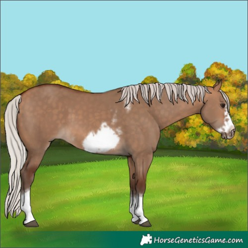 Horse Color:Silver Bay Dun Sabino Tobiano Frame Rabicano