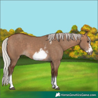Horse Color:Silver Bay Dun Sabino Tobiano Frame Rabicano 