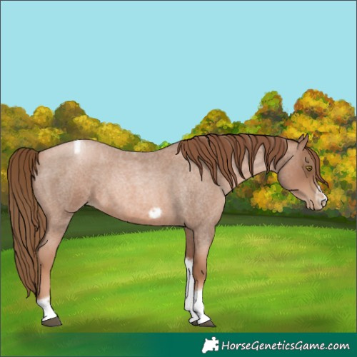 Horse Color:Liver Red Roan Pearl Tobiano Frame