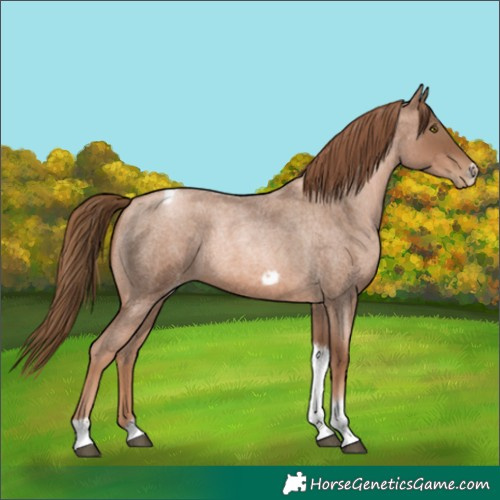 Horse Color:Liver Red Roan Pearl Tobiano Frame 