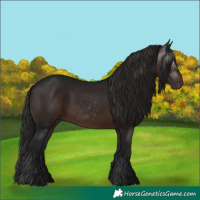 Horse Color:Gray White Spotted Bay 