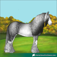 Horse Color:Gray White Spotted Black