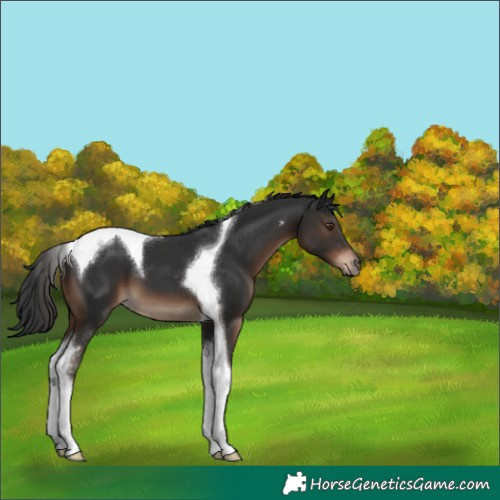 Horse Color:Liver Chestnut Tobiano 