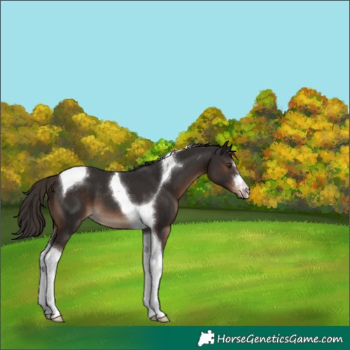 Horse Color:Liver Chestnut Tobiano 