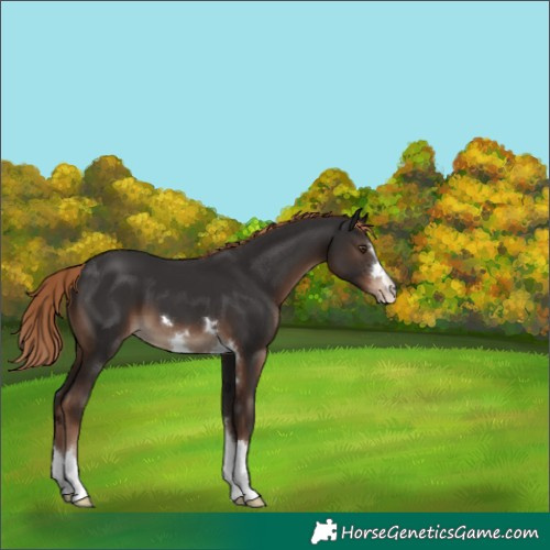 Horse Color:Liver Chestnut 