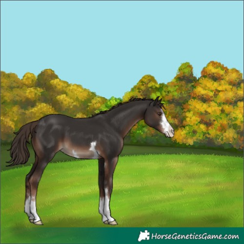 Horse Color:Liver Chestnut 