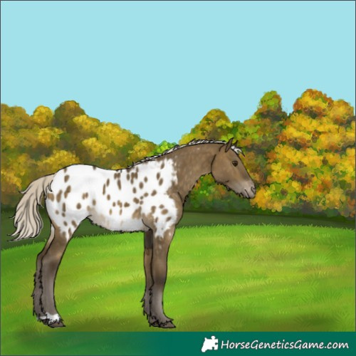 Horse Color:Silver Buckskin Dun Appaloosa 