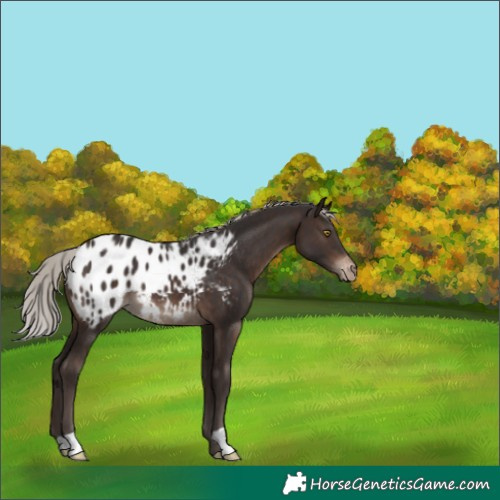 Horse Color:Silver Brown Appaloosa 
