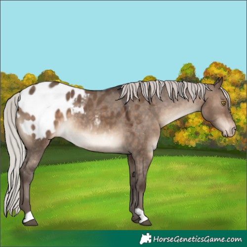 Horse Color:Silver Brown Dun Blanket 