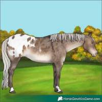 Horse Color:Silver Brown Dun Appaloosa 
