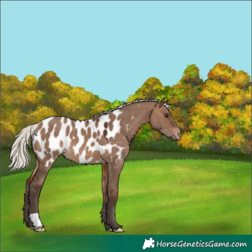 Horse Color:Silver Brown Dun Appaloosa 
