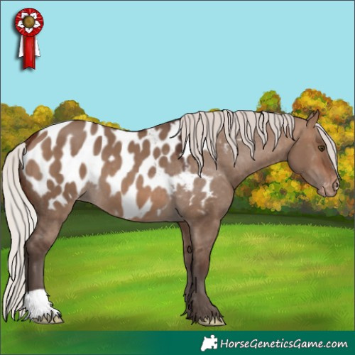 Horse Color:Silver Brown Dun Appaloosa 