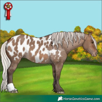 Horse Color:Silver Brown Dun Appaloosa