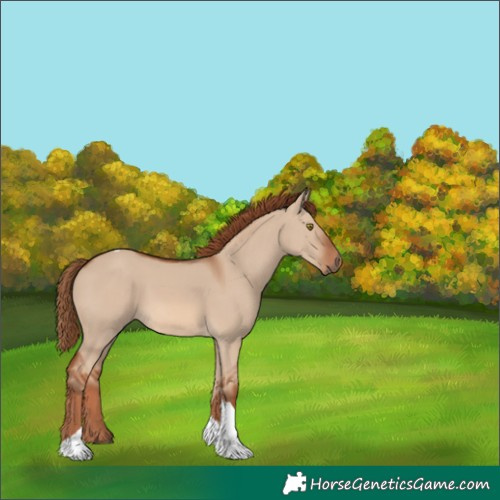 Horse Color:Red Dun Tobiano 