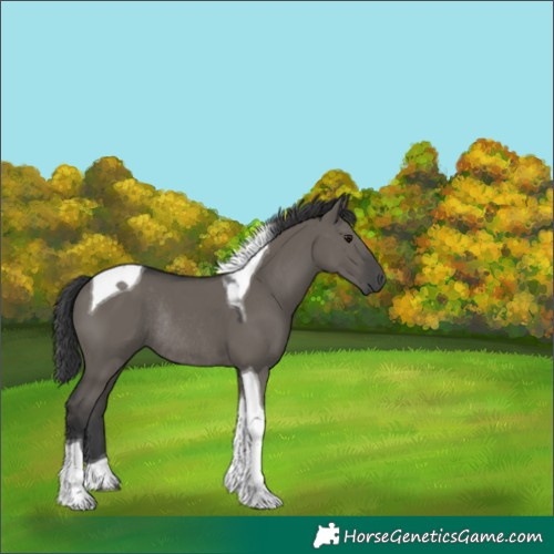 Horse Color:Grullo Tobiano Rabicano 