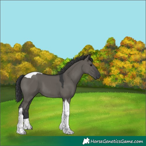 Horse Color:Grullo Tobiano 