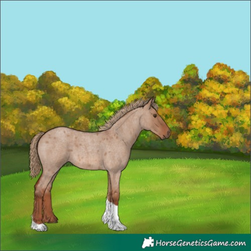 Horse Color:Red Dun Roan Tobiano 