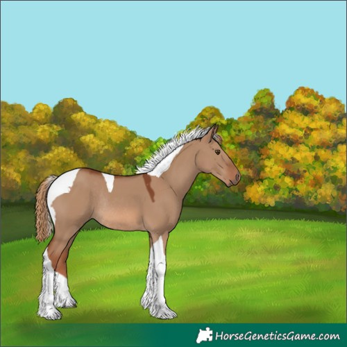Horse Color:Red Dun Tobiano Rabicano