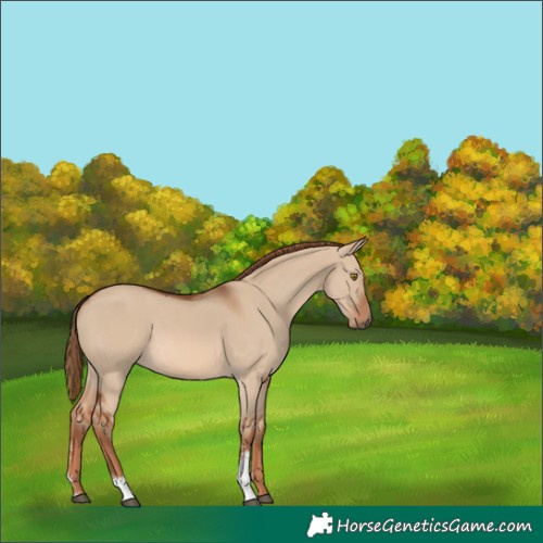 Horse Color:Red Dun Sabino 