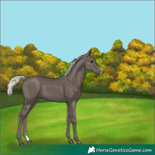Horse Color:Silver Black Sabino 