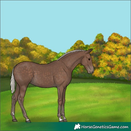 Horse Color:Silver Black 