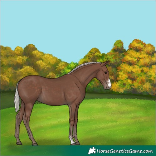 Horse Color:Silver Black Sabino 