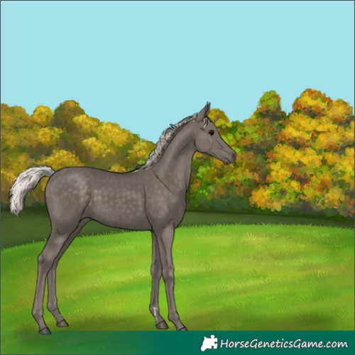 Horse Color:Silver Black 