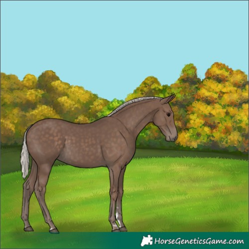 Horse Color:Silver Black 