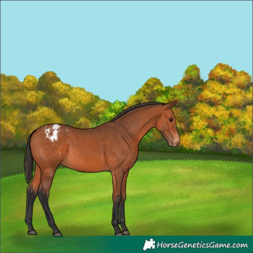Horse Color:Bay Varnish 