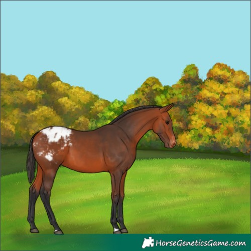 Horse Color:Bay Appaloosa 